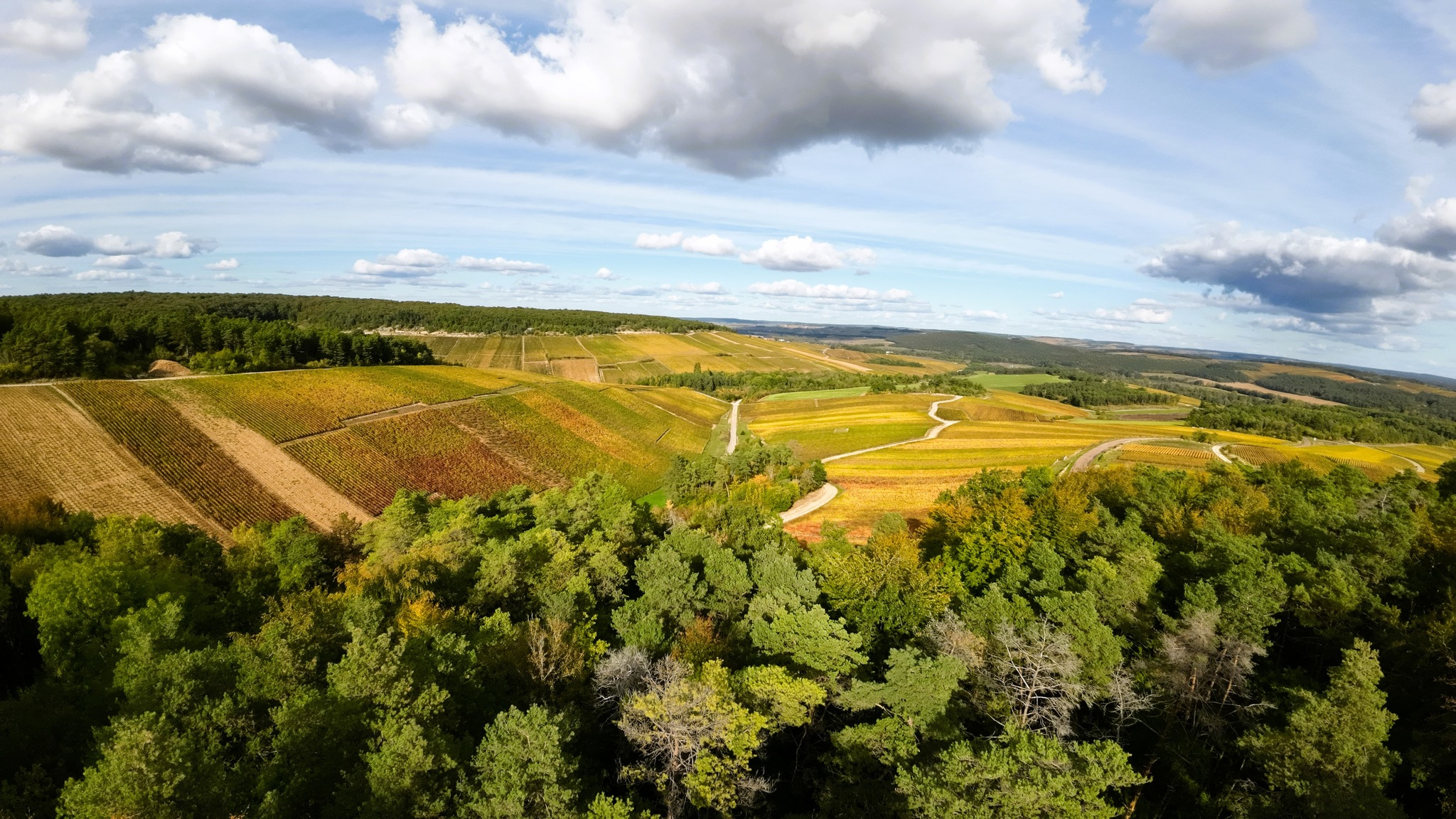 Salesforce-Agency-Posts-0017U00000P70LLQAZ-vignoble-bar-sur-seine-18