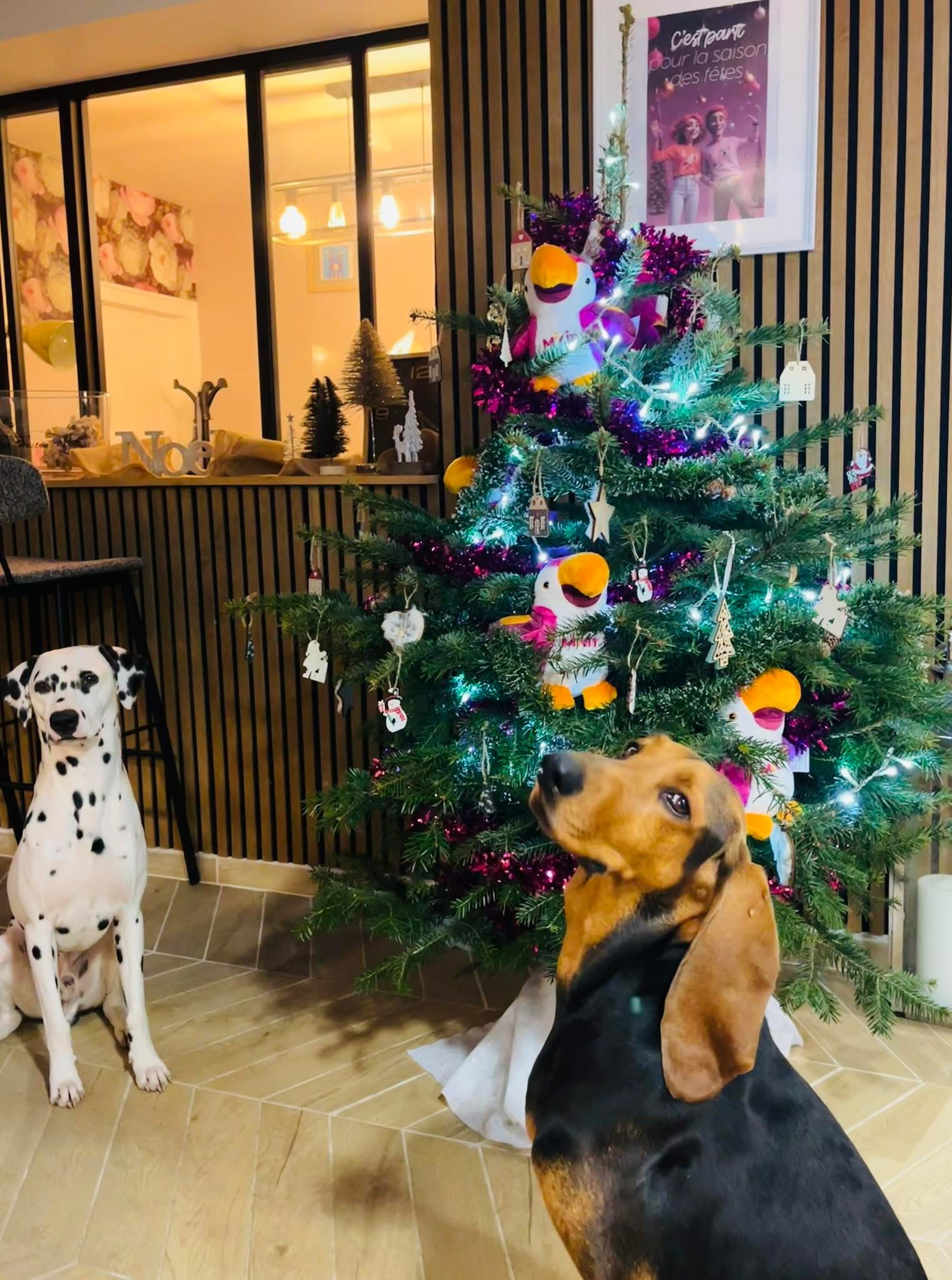 La magie de Noël illumine Mikit Reims.